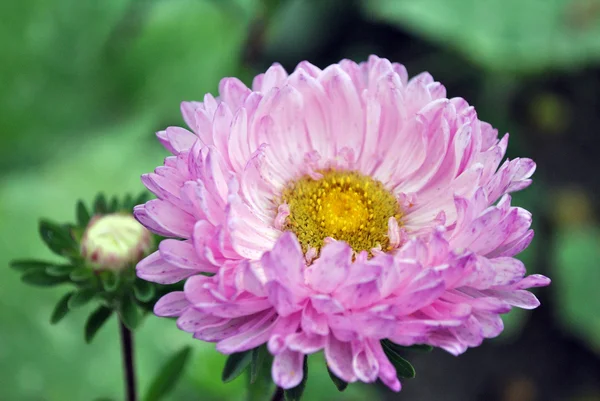 Vit-rosa astrar blomma med gult centrum — Stockfoto