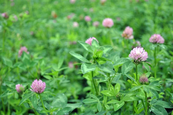 Violet flowers of Trifolium — Stock Photo, Image