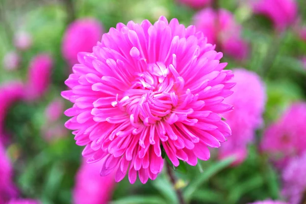 Violet flower aster — Stock Photo, Image