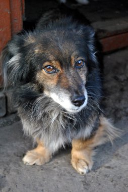 utangaç köpek kameraya bakıyor