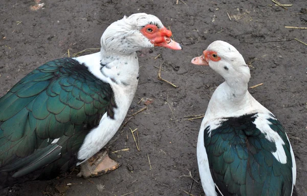 Two ducks — Stock Photo, Image