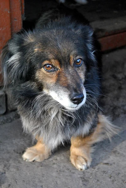 utangaç köpek kameraya bakıyor