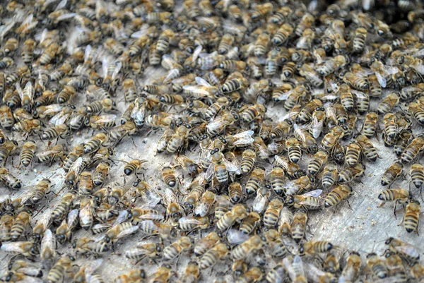 En hel del bin är walkiing — Stockfoto