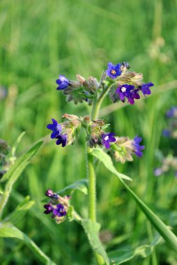 kök üzerinde küçük mor çiçekler