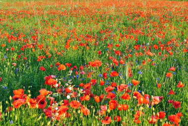kır çiçekleri ile dolu alan