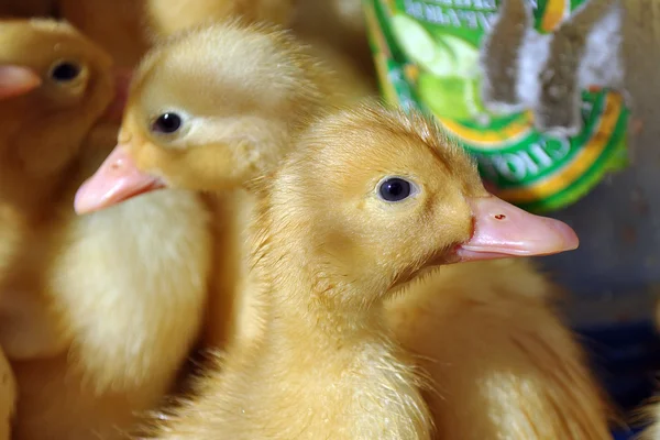 Pequeños patitos amarillos — Foto de Stock