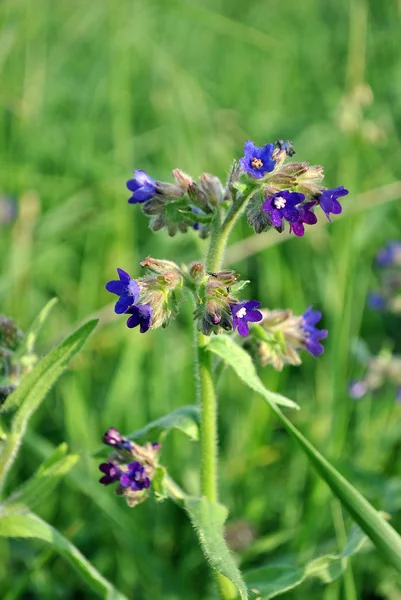 Piccoli fiori viola sul gambo — Foto Stock