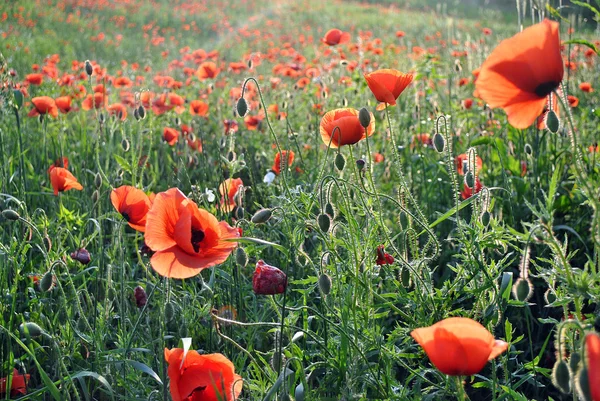 Red poppy flowers shining on the sun — Stock Photo, Image