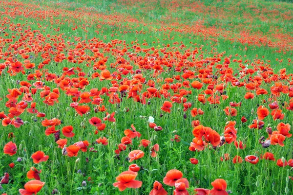 Campo de papoula flores selvagens — Fotografia de Stock