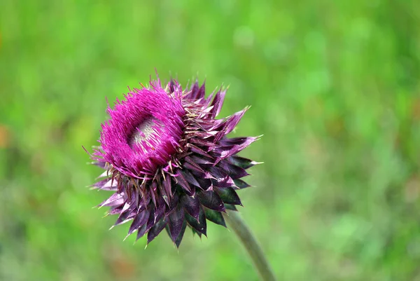 Violet thistle bud — Stock Photo, Image