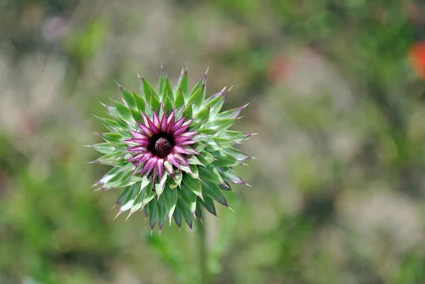 Green Thistle bud — Stock Photo, Image