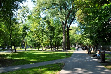 Trees in the park in Kharkiv