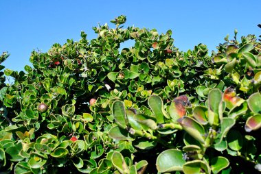 Kıbrıs 'ta kırmızılı yeşil yapraklar