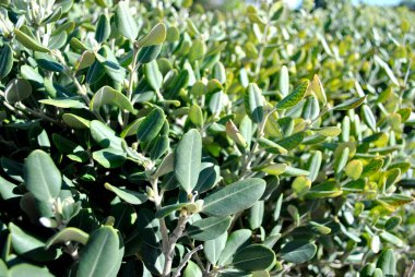 Kıbrıs 'ta küçük yeşil yapraklar