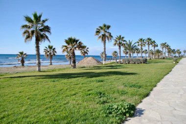 Sahilde palmiye ağaçları