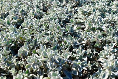 Doğada yapraklar var.