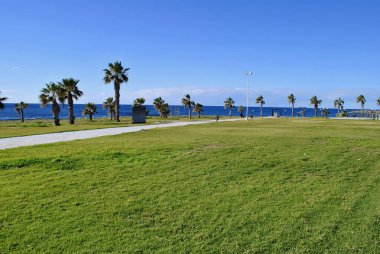 Kıbrıs sahilinde palmiye ağaçları