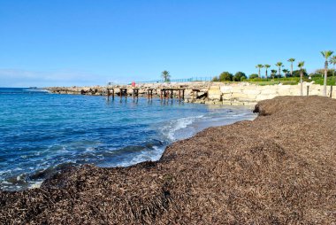 Kıbrıs sahilinde kuru yosunlar