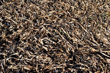 kuru yosun yaprakları, kapatın.