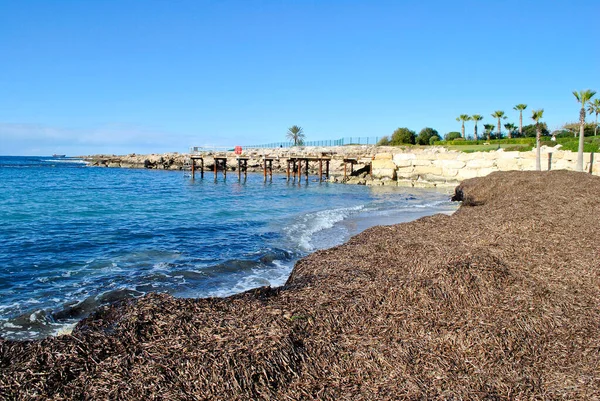 Kıbrıs sahilinde kuru yosunlar