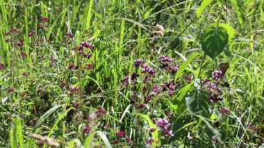 Çiçekler ve yabani otların yanı sıra çeşitli böcekler, arılar ve kelebekler ile doğal çiçek çayırı