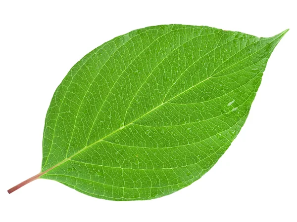 Leaf — Stock Photo, Image