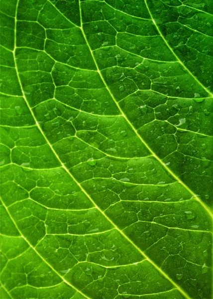 Foglia verde — Foto Stock