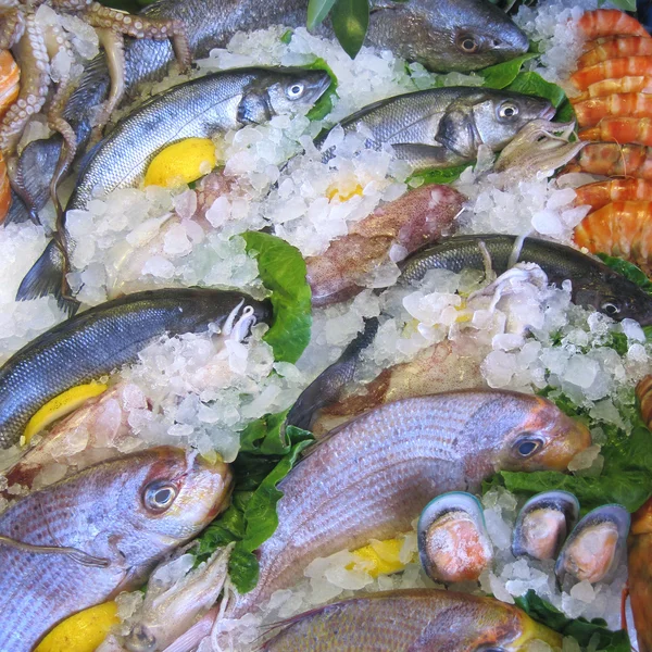 Fish — Stock Photo, Image