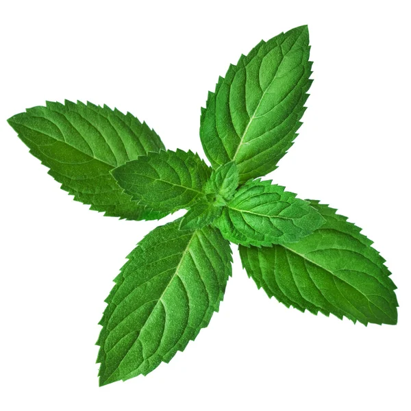 Mint — Stock Photo, Image