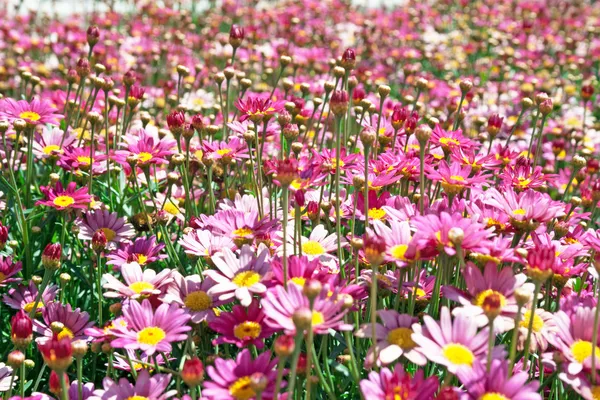 Rosa blommor — Stockfoto