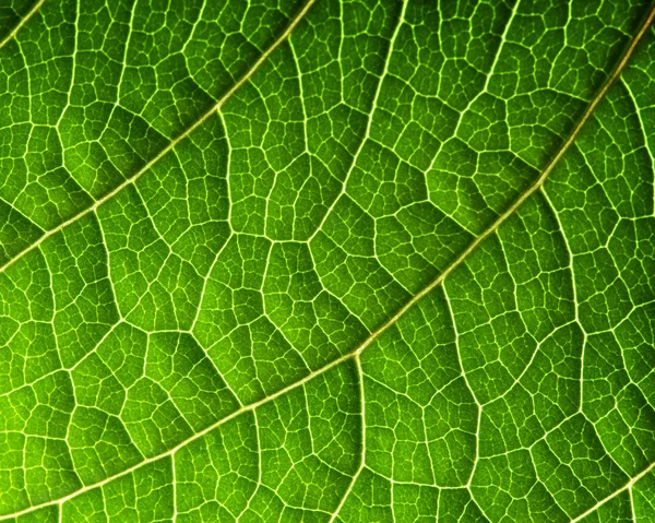 Grönt blad — Stockfoto