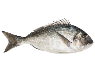 Dorado balığı