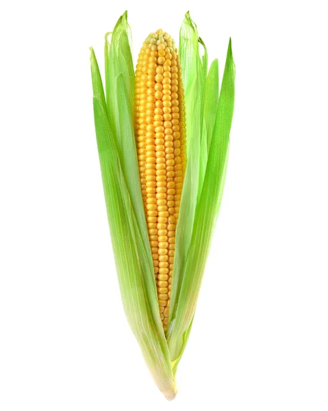 Egy kukorica izolálva — Stock Fotó