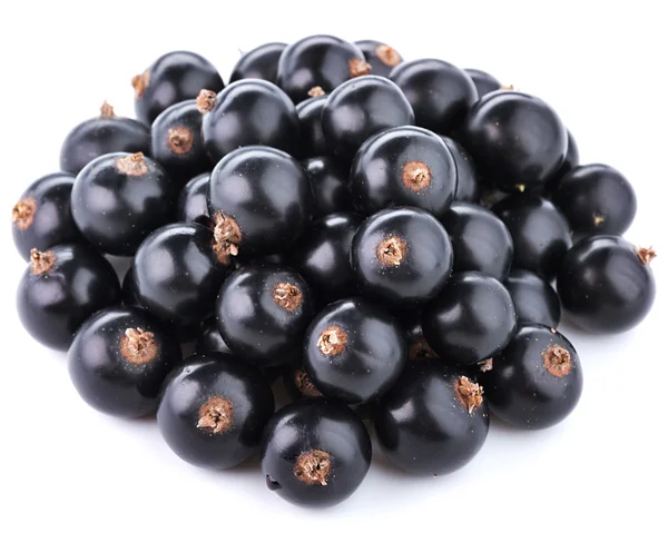 Ribes nero — Foto Stock