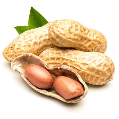 peanut isolated clipart
