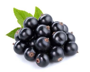 siyah kuş üzümü