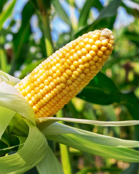 Corn — Stock Photo, Image