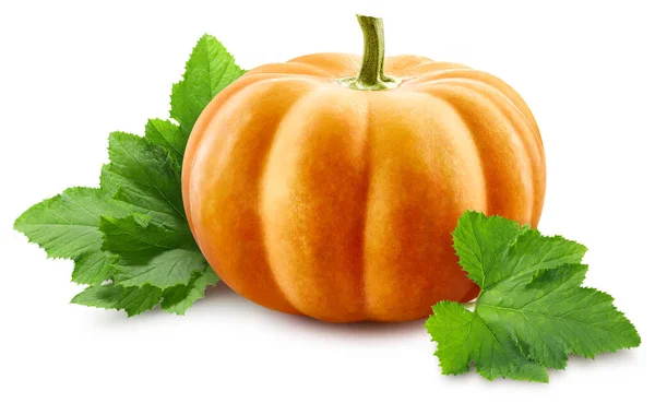 Zucca Foglie Isolate Fondo Bianco Profondità Campo Completa Zucca Con — Foto Stock