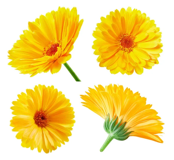 Calendula isolato su sfondo bianco — Foto Stock