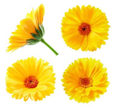 Beyaz arka plan üzerinde izole calendula
