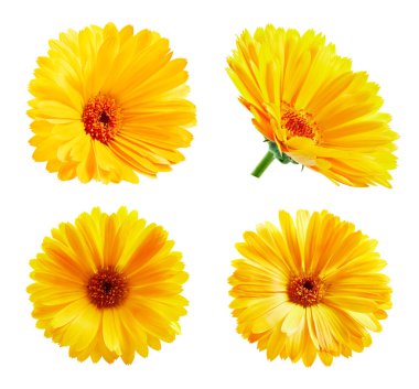 Beyaz arka plan üzerinde izole calendula