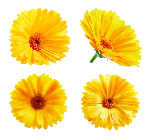Beyaz arka plan üzerinde izole calendula
