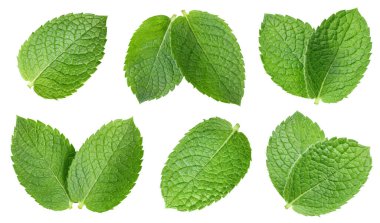 Nane yaprakları koleksiyonu beyaz arkaplanda izole edilmiş. Nane Yaprağı Kırpma Yolu