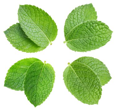 Beyaz arka planda izole edilmiş nane yaprağı. Taze nane koleksiyonu. Naneli makro stüdyo fotoğrafı.