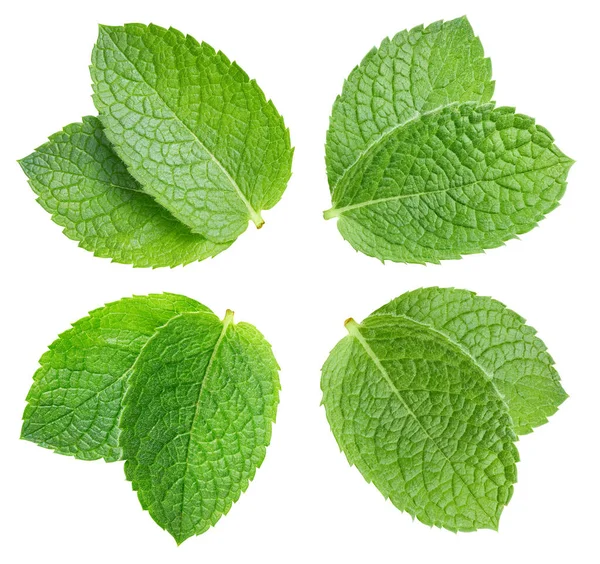 Beyaz arka planda izole edilmiş nane yaprağı. Taze nane koleksiyonu. Naneli makro stüdyo fotoğrafı.