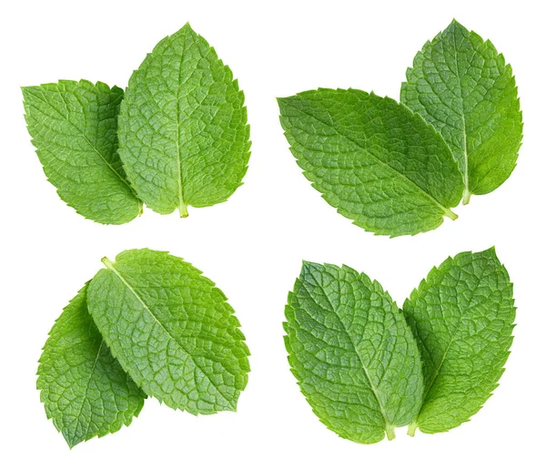 Fresh Mint Isolated White Background Collection Mint Leaf Clipping Path — Foto de Stock
