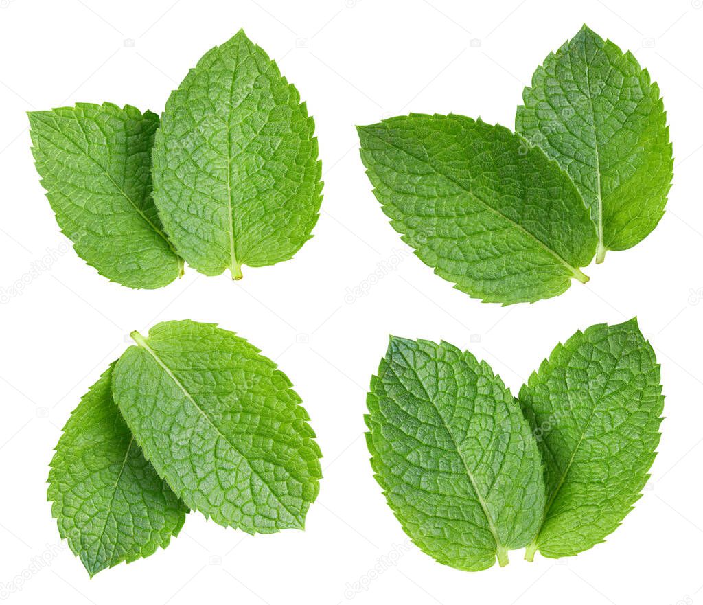 Fresh mint isolated on white background. Collection mint leaf. Clipping path mint.