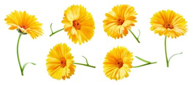 Calendula çiçekleri beyaz arka planda izole bir şekilde kapanır. Koleksiyon Calendula Kırpma Yolu