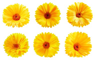 Calendula koleksiyonu. Organik takvim beyaz arka planda izole edildi. Calendula makrosu