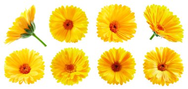 Calendula Koleksiyon Yolu. Calendula beyaz arka planda izole edildi. Büyük, taze bir takvim. Profesyonel stüdyo makro çekimi